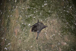 Fledermaus, Foto: Céline und Nicoals Martinez [Foto: Museum.BL]