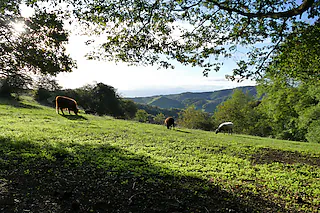 Schelinger Viehweide