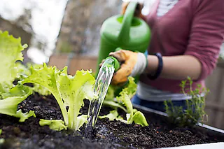 <ONBU></ONBU>Die Französin Elise Crespin gießt am 02.05.2013 in Frankfurt am Main (Hessen) Sasser auf kleine Salatpflanzen, während sie an einem Urban Gardening Projekt teilnimmt. Der Verein Frankfurter Garten will den unwirtlichen Danziger Platz im Osten der Stadt in eine grüne Oase verwandeln und jeder ist eingeladen, dabei zu helfen. Foto: Frank Rumpenhorst/lhe   (zu lhe-Korr "Am tristen Ostbahnhof werden Bürger zu städtischen Bauern" vom 05.05.2013) +++(c) dpa - Bildfunk+++ [Frank Rumpenhorst]