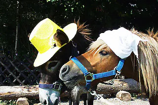Ponyhof