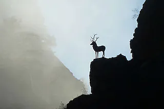 Hirschsprung im Höllental - fotografiert im Neben von BZ-Leserin Claudia Kutscheidt. [Claudia Kutscheidt]