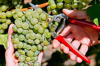 Winzergenossenschaft Tutschfelden