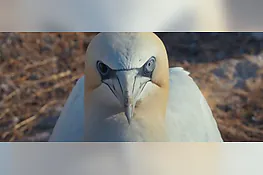 Watching People Watching Birds