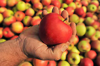 Obst-und Gemüsebau Lay