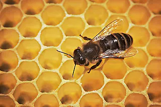 ARCHIV - Eine Biene läuft am 10.05.2012 in einem Bienenstock über die mit Honig gefüllten Waben. Der wechselhafte Sommer beschert den Imkern im Norden ein schlechtes Honigjahr. Foto: Fredrik von Erichsen/dpa (zu dpa «Wechselhafter Sommer sorgt für schlechte Honig-Ernte» vom 26.07.2016) +++(c) dpa - Bildfunk+++ [Fredrik von Erichsen]