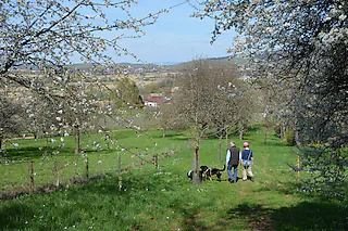 Obstbaumpfad