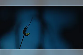 Insekten - Helden im Verborgenen