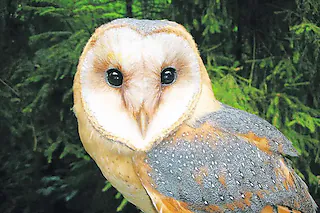 <ONBU></ONBU>Wildgehege Waldshut-Tiengen [Foto: Privat]
