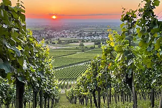 Foto vom Sonnenuntergang von Castellberg mit Blick auf Ballrechten und die Reben,Rheinebene und Vogesen kurz vor der Dürre16.08.2022, BZ - MUE:  Schöne Aussichten: Blick  vom Castellberg auf Ballrechten [Foto: Ansgar Klein]