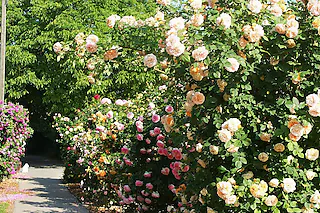 Weingut Rosen und Wein