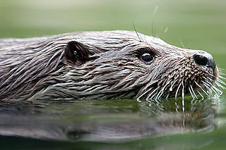 Ein Fischotter schwimmt am 10.08.2004 in einem Gewässer im Tierpark Hunawihr im Elsass (Archivfoto). Die Lebensbedingungen für den Europäischen Fischotter haben sich verbessert, sodass sie nicht mehr als 'gefährdet', sondern nur noch als 'annähernd bedroht' eingestuft werden. 15.589 Tier- und Pflanzenarten stehen auf der aktuellen Roten Liste der bedrohten Arten, die heute von der Weltnaturschutzunion IUCN in Bangkok veröffentlicht wurde. Seit der letzten Bestandserhebung in 2003 hat sich die Liste um 3330 weitere Arten verlängert. Foto: Rolf Haid dpa10.12.2016, BZ - AAW: Fischotter sind im Winter gut geschützt. DPA10.12.2016, BZ - AAW: Fischotter sind im Winter gut geschützt. DPA [A2070 Rolf Haid]