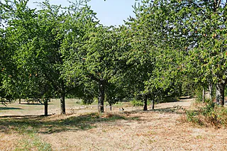 Naturschutzgebiet Berghauser Matten
