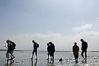 Entdecke das Watt - Geführte Wattwanderung im Nordseebad Otterndorf