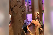 KÖRPER Sonderausstellung Gifhorn