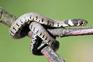 Tierpark Lange Erlen