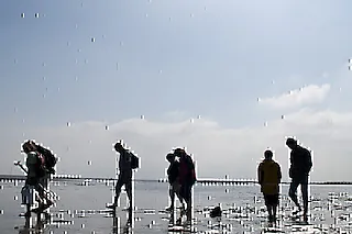 Entdecke das Watt - Geführte Wattwanderung im Nordseebad Otterndorf