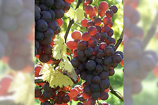 Weingut Huck-Wagner