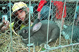 ________________________________Von: rombach [mailto:ro@kutschfahrten-dreisamtal.de] Gesendet: Donnerstag, 13. August 2009 10:51An: Scherfling, Karl-HeinzBetreff: kiza kleintierzüchterGroßer Andrang bei den Kleintierzüchtern Kirchzarten im beliebten Ambiente auf der Schützenmatte:  Bild ?..kleintier 1: Versonnenes Streicheln und Beobachten durch Kinderhände- und augen Bild ?.kleintier 2: Interesse bei Besuchern und Züchtern Bild ?.kleintier 3: Tiere zum Anfassen im Streichelzoo Fotos: Monika Rombach [monika rombach]
