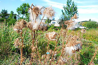 Naturentdeckergarten