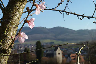 Liebe BZ-Redaktion Müllheim,  Mandelblüte im Markgräflerland an Weihnachten gab es wohl noch nie - aber 2015 ist alles möglich. Fotografiert am Sonntag, 27. Dezember im Eggener Tal unmittelbar am wunderschönen Trockenmauer-Rundweg von Niedereggenen. Freundliche Grüße von Ihrem Print- und Online-Abonnenten Wolfgang Baumann    Wolfgang Baumann Im Wiesengrund 79397 Müllheim - Vögisheim [Wolfgang Baumann]