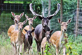 Damwild-Tiergehege im Rheinwald