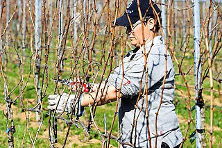 Weingut Kalkbödele