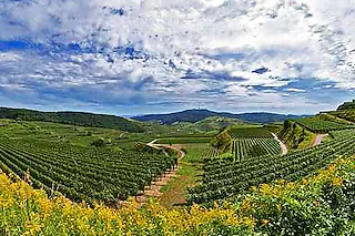 Weingut Hauser
