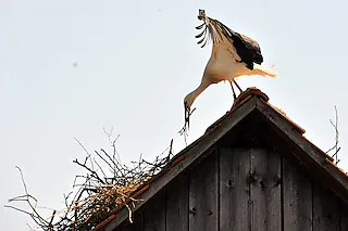 Storchengehege Holzen