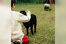 Schaf und Ziegen Kinder Abendteuer