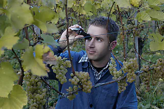 Weingut Hercher (Waltershofen)