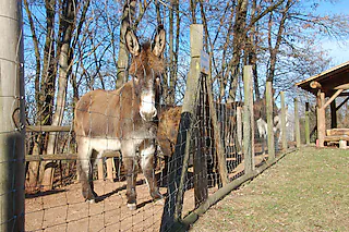 Tiergehege am Kahlenberg