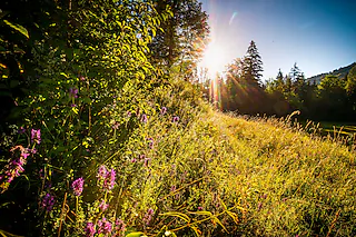Herbstzeit ist Wurzelzeit