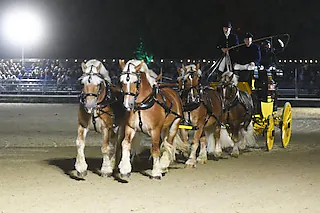 Warendorfer Hengstparaden 2026 - Parade bei Nacht
