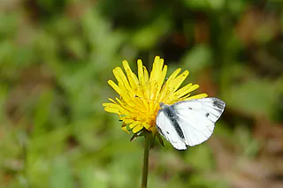 Dörlinbacher Grund