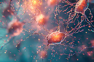 How Context Modulates Memory - in Flies and Humans