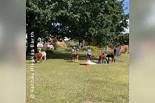 Meditieren mit Alpakas