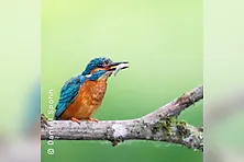 Seminar Faszination Eisvogelfotografie | Imaging World Nürnberg