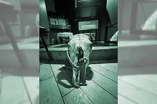 Klangverkostung: „Animalisch“