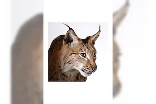 Eurasischer Luchs, Foto: Andreas Zimmermann © Museum.BL [Museum.BL]