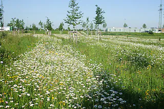 Gartenanlage Im Entenschwumm (Haltingen)