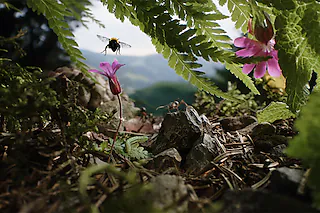 Insekten - Helden im Verborgenen