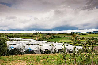 Lehr- und Versuchsgarten für Obstbau (Opfingen)