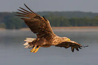 Faszination Seeadler