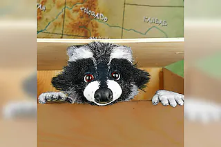 marotte Theater - Rocky Waschbär